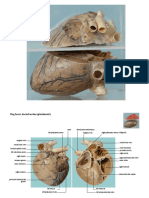 Dog Heart (Plastinated)