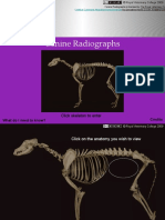 Canine Radiographs: Click Skeleton To Enter