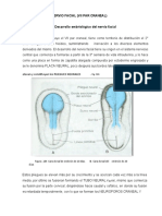 Nervio Facial