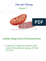 How Cells Harvest Energy