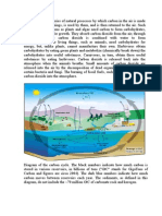 Carbon & Nitrogen Cycle