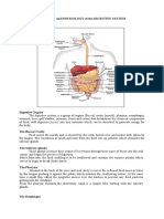 Anatomy and Physiology of The Digestive System