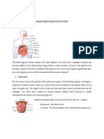 Human Body Digestive System