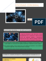 CLASE Neuropsicologia Plasticidad