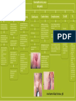 Mapa Conceptual Dermatitis Zona Del Pañal