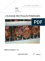 Aviculture POULES PONDEUSE 3