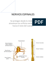 Nervios Espinales