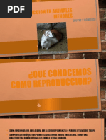 Reprodccion en Animales Menores