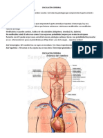 Circulación Cerebral