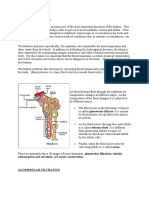 Urine Formation: Reabsorption and Secretion, and Water Conservation