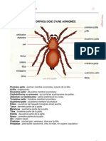 Morphologie Infovisual-P26-29