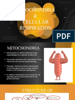 Mitochondria & Cellular Respiration