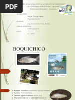 BOQUICHICO