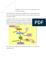 Metabolismo de Las Proteinas