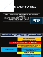 Orden Lamniformes PDF