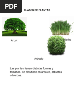 Clases de Plantas