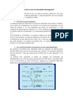 Informe 2 Genética Drosophila Melanogaster