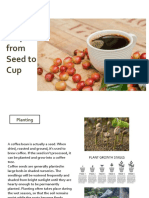 Steps From Seed To Cup