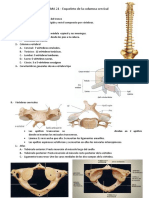 TEMA 22 - Esqueleto de La Columna Cervical