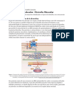 BM Distrofia Muscular - PDF