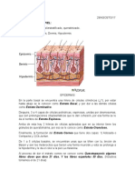 Dermatología Apuntes Básicos