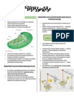 Resumo Fotossíntese PDF