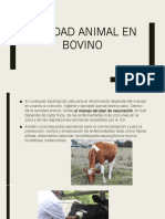 Sanidad Animal en Bovinos