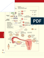 Obstetrics PDF