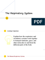 Respiratory System