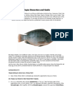 Tilapia Dissection and Guide: Lab Questions #1: Tilapia Belong To What Class of Bony Fish?