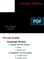 1cranial Nerves