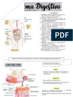 Sistema Digestivo