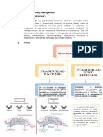 Histologia Cerebro