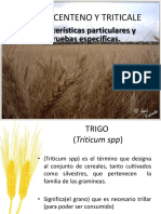 Trigo Centeno y Triticale