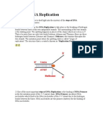 Steps of DNA Replication