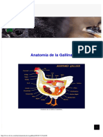 Anatomía de La Gallina - Gallina Castellana Negra