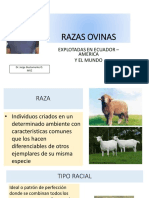 Razas Ovinas 1