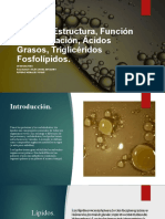 Lípidos, Estructura, Función Y Clasificación