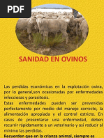 Ovinos SANIDAD