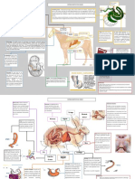 Aparato Digestivo Monogastricos