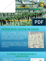 14 Patron e Injerto de Cacao