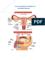 El Aparato Reproductor Femenino y El Masculino Humano