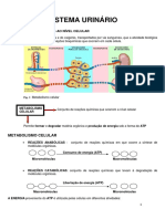 Ficha Informativa - Sistema Urinário - 1