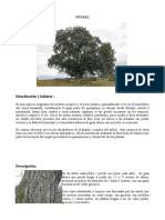 Arboles Forestales