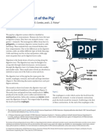 Digestive Tract of The Pig