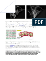 Figure 14-5the Relationship Between Mitochondria and Microtubules