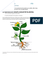 La Reproducción Sexual y Asexual de Las Plantas