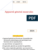 1-Appareil Génital Masculin PDF