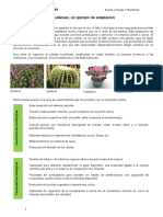 Ficha Crasuláceas, Un Ejemplo de Adaptación PDF