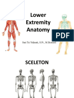 Lower Extremity Anatomy: Sari Tri Yulianti, S.FT., M.Biomed